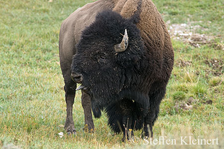 021 Amerikanischer Bison - Buffalo
